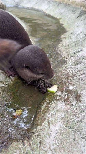 Otters Try Apples
