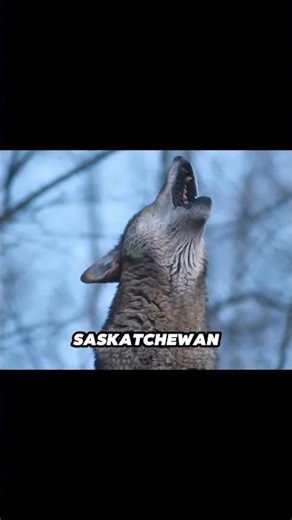 Why Wolves Almost Never Attack Humans 🌲🐾#viral #shorts #trending