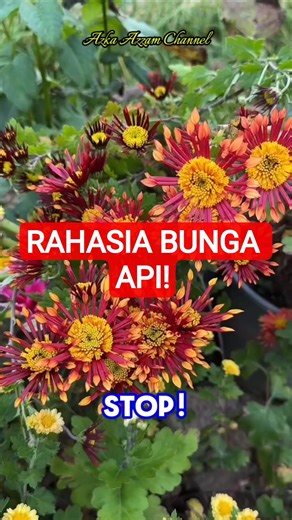 THE SECRET OF FIRE FLOWERS IN YOUR YARD! 🤯 The Strongest Colors That Make You Lose Focus #viral #...