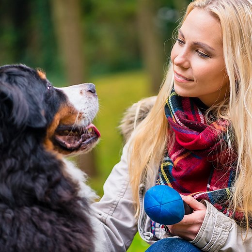 Canine Behaviour Course | Online Dog Behaviour Training - Centre Of Excellence