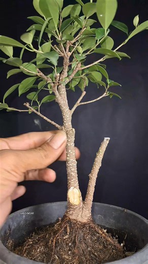 As a beginner in bonsai, this is my activity learning to make the basic frame of a mini bonsai made of ficus microcarpa. There are many mistakes but of course, we have to dare to try our own way.😍🩷🧘🏻 #gardening #fblifestyle #personalgrowth #bonsaibeginner | Renz Sitohang