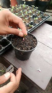 Begini caranya membuat adenium bonggol emas. Tonton videonya sampai selesai ‼️ #adenium #desertrose #rosasdodeserto #kambojajepang | Muhamad Dzulhan Rasyidin