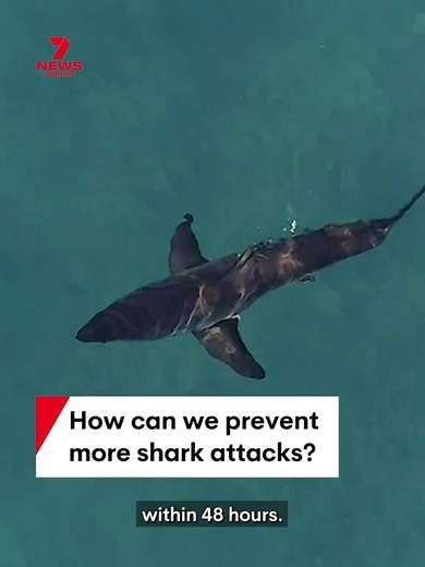 Preventing Shark Attacks: Insights from Experts
