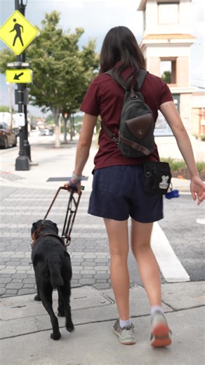 1K views | Retired service dogs make amazing pets. ‍了 Here’s how to adopt one. #problemsolved | Journal Star | Facebook