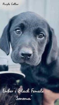 Ember's Black Female Lab Puppy "Sonoma" #blacklab #labpuppies