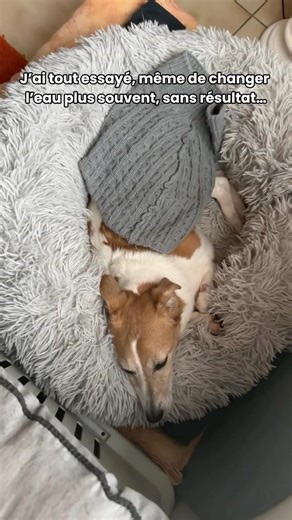 Essaye le 7 jours chez toi et tu verras la différence.👉 Solution en bio #chien #viral #hydratation