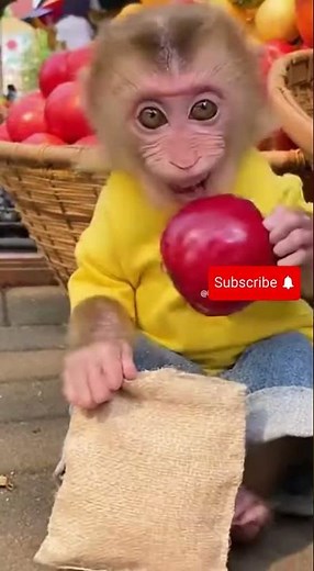 Cute monkey shopping #cute #funny