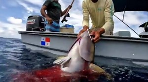 // @thepelagicshannibalbank: “All in a day’s work…A summary of a productive day. Note a few things here: 1/try and anticipate the speed of the tunas 2/ take your time when a school shows up: there could be a big cow in there; Enjoy!” | Spearchannel