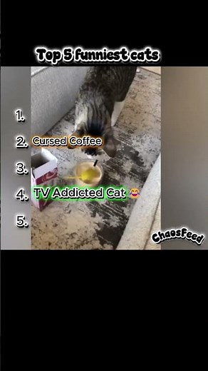 Cursed Cat Compilation