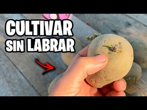 Grow POTATOES WITHOUT TILLING! 🥔 New Method + Tips and Tricks | Ivan's Garden