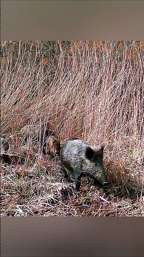 Wild Boar Walking Peacefully in the Jungle | Rare Wildlife Moment #amazingwildlife #animalday