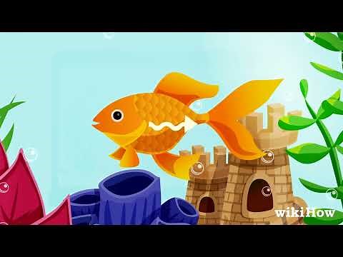 How to Tell if Your Fish Is Dead