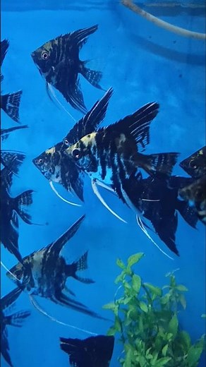 Angel Fish 🐠 Aquarium Setup | Peaceful & Elegant Aquarium Fish 🤩😍#aquarium
