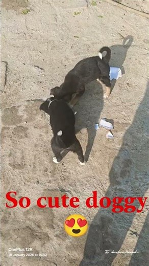 so cute doggy viral 😍😍 #viralshort #funny
