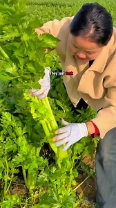 In Indonesia, celery leaves are used instead #reels #reelsfb #fbpro #fyp #viral #celery #fblifestyle #reelsusa | Ita Paridawati