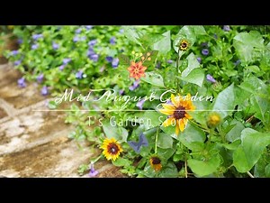 《8月中旬の庭》真夏の花で彩る庭《T's Gardenのガーデニング》