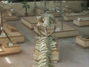 MundoChapin.com - Solo lo mejor de Guatemala