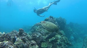 Turtle Town Snorkeling Tour