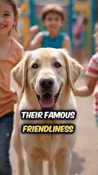 Why the Labrador Retriever Is the World’s Favorite Dog
