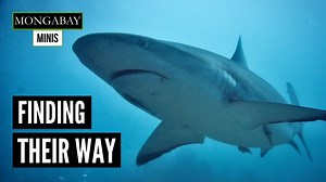 289 reactions · 18 shares | Sharks can migrate for thousands of miles, and for years researchers speculated that they were using electromagnetic fields to navigate. Now, a new study from Florida State University is providing evidence that could back up this theory. Researchers studied small bonnetheads and found that when they used a coil method to alter magnetic conditions, the sharks would respond in different ways. | Mongabay.com | Facebook