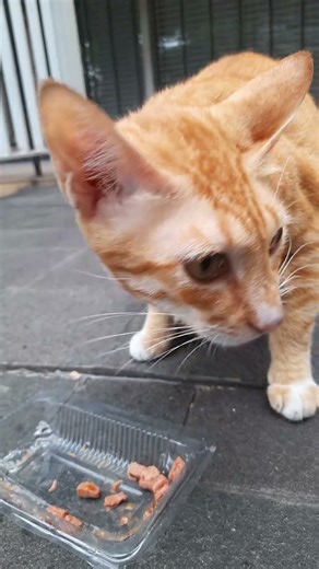 Kucing jahe & bestie makan sedap berdua | Ginger cat & bestie eat deliciously together