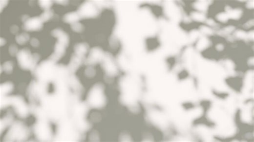 Download Abstract gray silhouette of tree branch. White wall background. Transparent blur shade of tropical leaves sunlight. Closeup of plant shadow motion by wind. Natural light bokeh. Overlay effect 4K for free