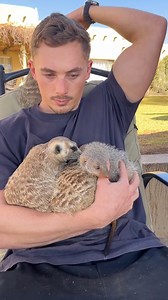 155K views · 4.7K reactions | A Meerkat and Mongoose group hug! 珞殺 #mongoose #meerkat #cuteanimals #adorable #animallover | Ruben Namibia | Facebook