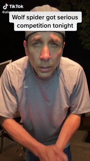 Wolf Spider vs. Scorpion: Intense Battle Footage