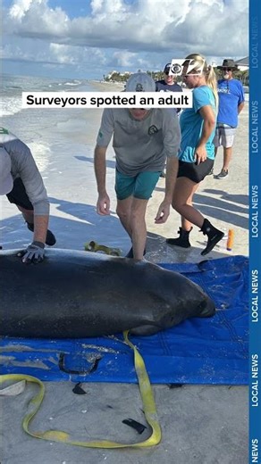 Exhausted female manatee rescued from Florida beach after aggressive mating ordeal