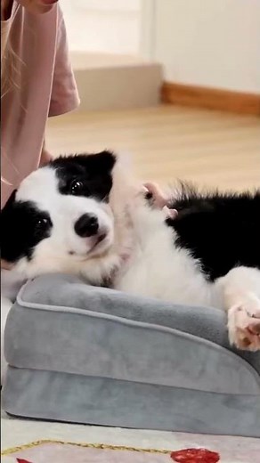 Bedsure Orthopedic Dog Bed — Large Size (35”) | Washable, Waterproof & Comfortable Pet Sofa