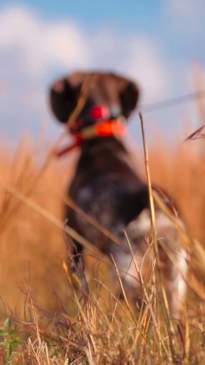 1.5K views · 4 comments | Derby & @susan_abell hunting some quail the other day! I have met so many cool dogs and their humans this week & I am so grateful - Excited to open up some more avenues with my camera and horse of a lab by my side this year- Can check quail hunting and (soon) CAT (any GA peeps) off my list this week✔️ | Lauren Czubakowski | Facebook