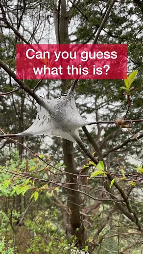 Beautiful Silk Nests of Eastern Tent Caterpillars in the Forest