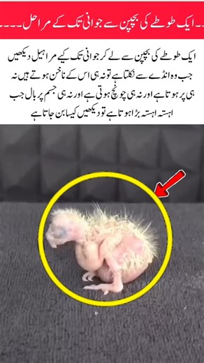 The stages of a parrot's life from infancy to adulthood #parrot #parrotlife #birds #birdslifecircle