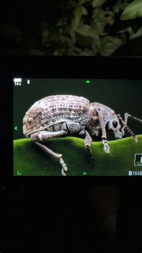 Tiny World Focus 🇨🇴🇦🇺 | “This is a weevil, a small beetle from the Curculionidae family. It has a rounded, textured body and a short to medium snout with elbowed... | Instagram