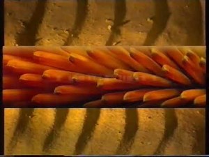 ABC Australia Ident Collection 1988-1995