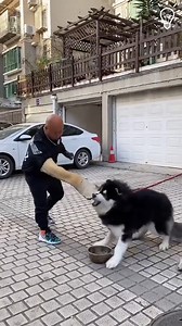 47M views · 706K reactions | There is no such thing as bad dogs only bad owners | Simple Life | Facebook