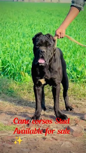 "🔥 Cane Corso Dogs AVAILABLE for Sale! 🐾 Meet Your New Best Friend Today!" #canecorso #dog #shorts