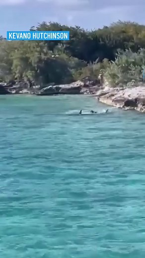 27K views · 221 reactions | Tourists in the Bahamas witnessed a rare standoff between a dog and a shark this week. The incident happened near a tour boat on the coast of a private island when a dog decided to jump into the turquoise waters to chase a 12-foot hammerhead shark. | NBC Washington | Facebook