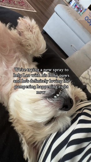 Effective Solutions for Dogs with Itchy Paws