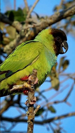Hear These Cute Nanday Parakeet Sounds