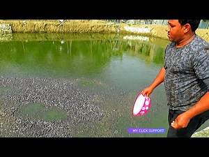 Beautiful! Fish Farming Production | Million Catfish Eating Floating FishFeed in Pond