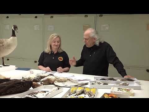 Feather Identification