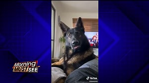 Viral video shows retired K-9’s hilarious reaction upon hearing the word ‘cocaine’ - WSVN 7News | Miami News, Weather, Sports | Fort Lauderdale