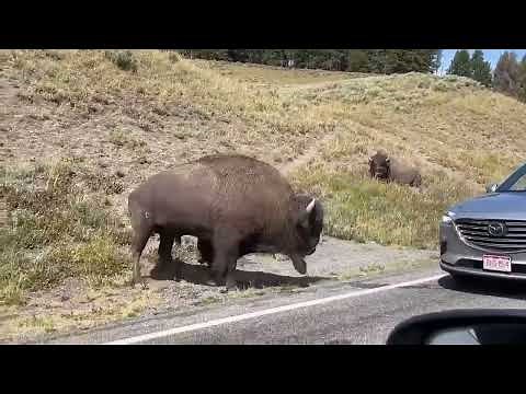 Bison attack the car in Yellowstone National park