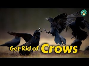 How to Get Rid of Crows in Yard || How Do I Keep Crows Away || Effective Crow Control Methods!!