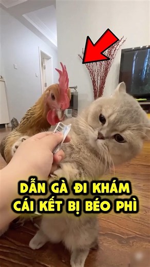 Nuôi gà mà cứ ngỡ là nuôi heo 🐔🐽