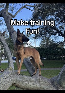 Make Dog Training Fun: Lower Expectations!