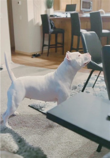 Funny Dog Reaction to Open Food Container Lid