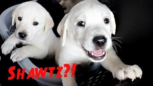 515K views · 73 reactions | Labrador Puppies Get Their First Ever Check Up! | Life With Labradors | Facebook