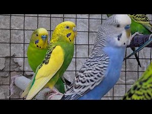 Cute Budgies Chirping Happily 🐦 | Sweet Bird Sounds